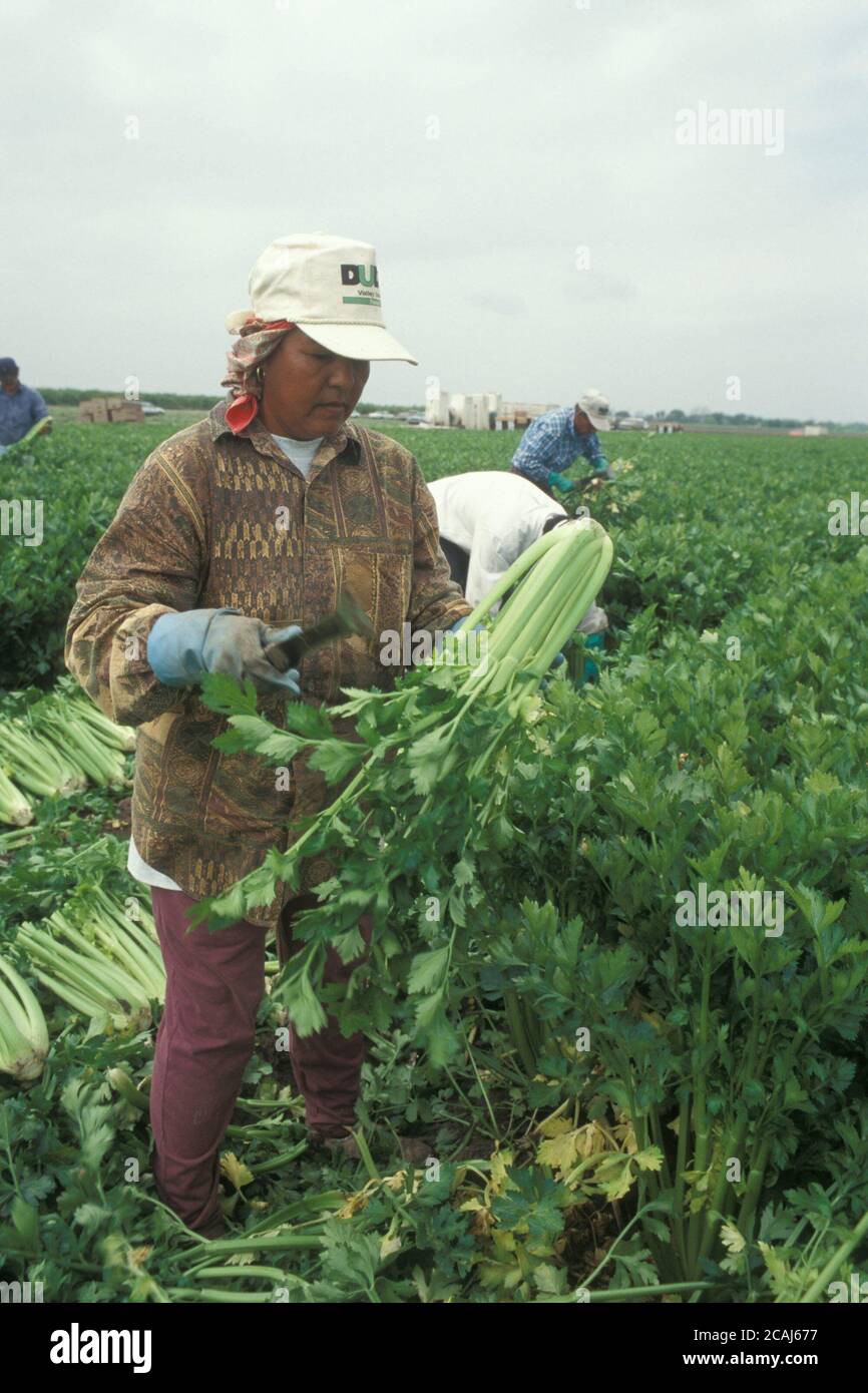 Alamo Texas USA : ouvrière agricole hispanique récoltant du céleri sur une ferme de la vallée du Rio Grande près d'Alamo, Texas. ©Bob Daemmrich Banque D'Images