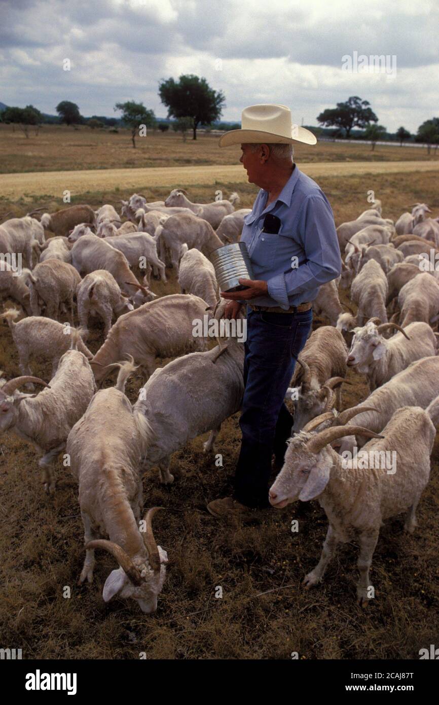 Rancher mâle anglo avec chapeau de cow-boy nourrissant ses chèvres dans son ranch sur le plateau Edwards près de San Antonio, Texas. ©Bob Daemmrich Banque D'Images