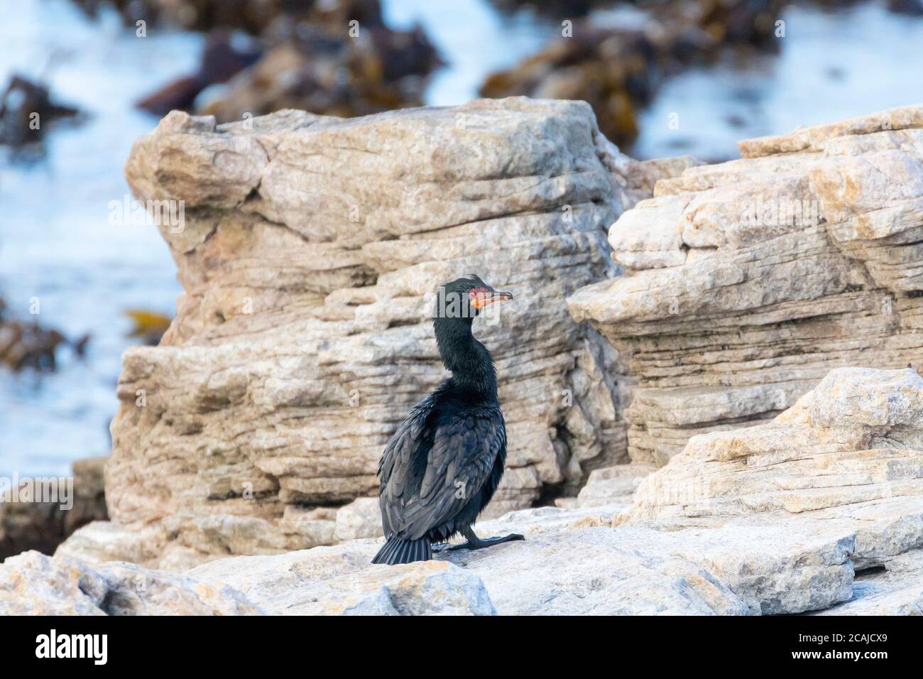 Cormorant couronné (Microcarbo coronatus) Parc naturel de Stony point, baie de Betty, Cap occidental, Afrique du Sud. Menacé d'extinction Banque D'Images