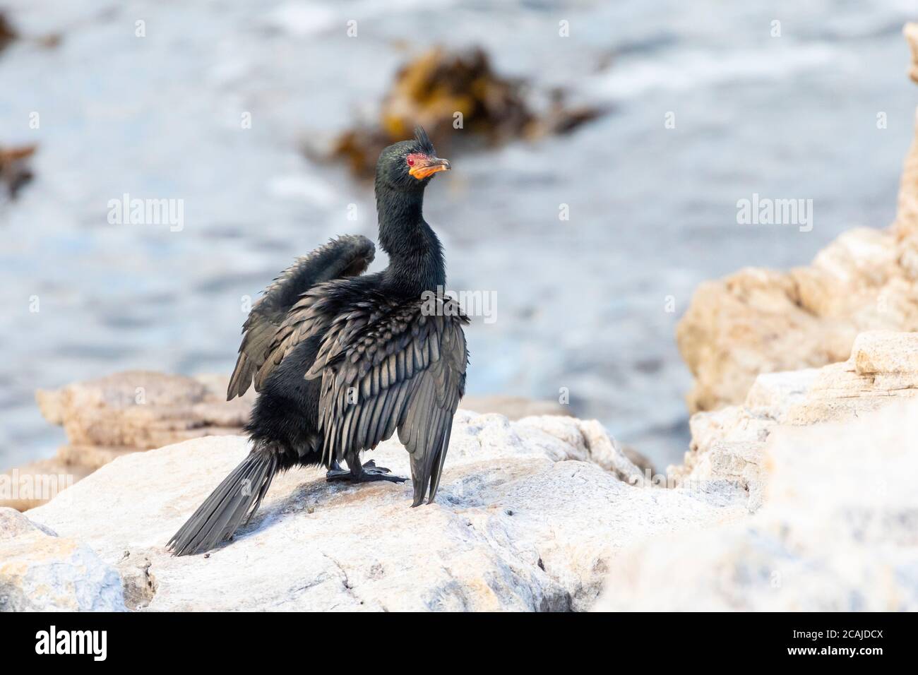 Cormorant couronné (Microcarbo coronatus) Parc naturel de Stony point, baie de Betty, Cap occidental, Afrique du Sud. Menacé d'extinction Banque D'Images