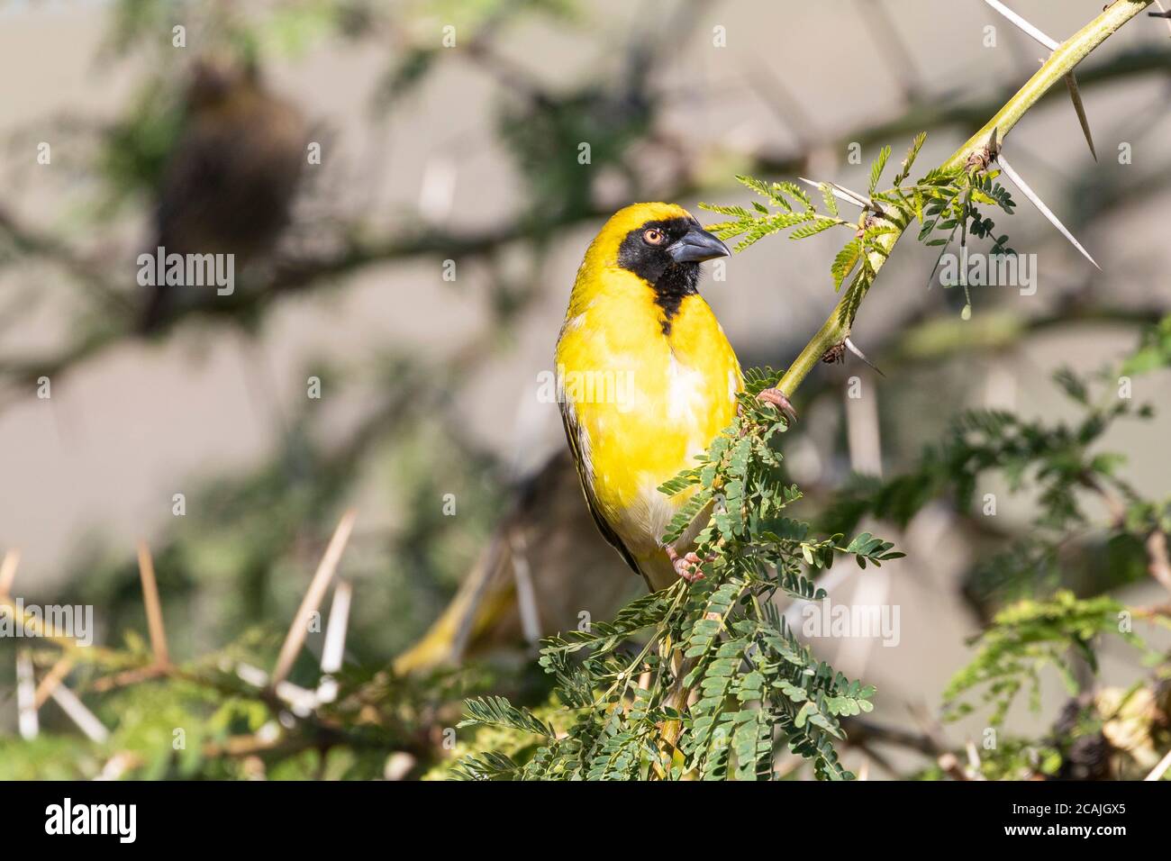Mâle reproducteur de castor masqué du sud (Ploceus velatus) perché sur une branche de l'arbre de fièvre (Vachellia xanthophloea), Cap occidental, Afrique du Sud Banque D'Images