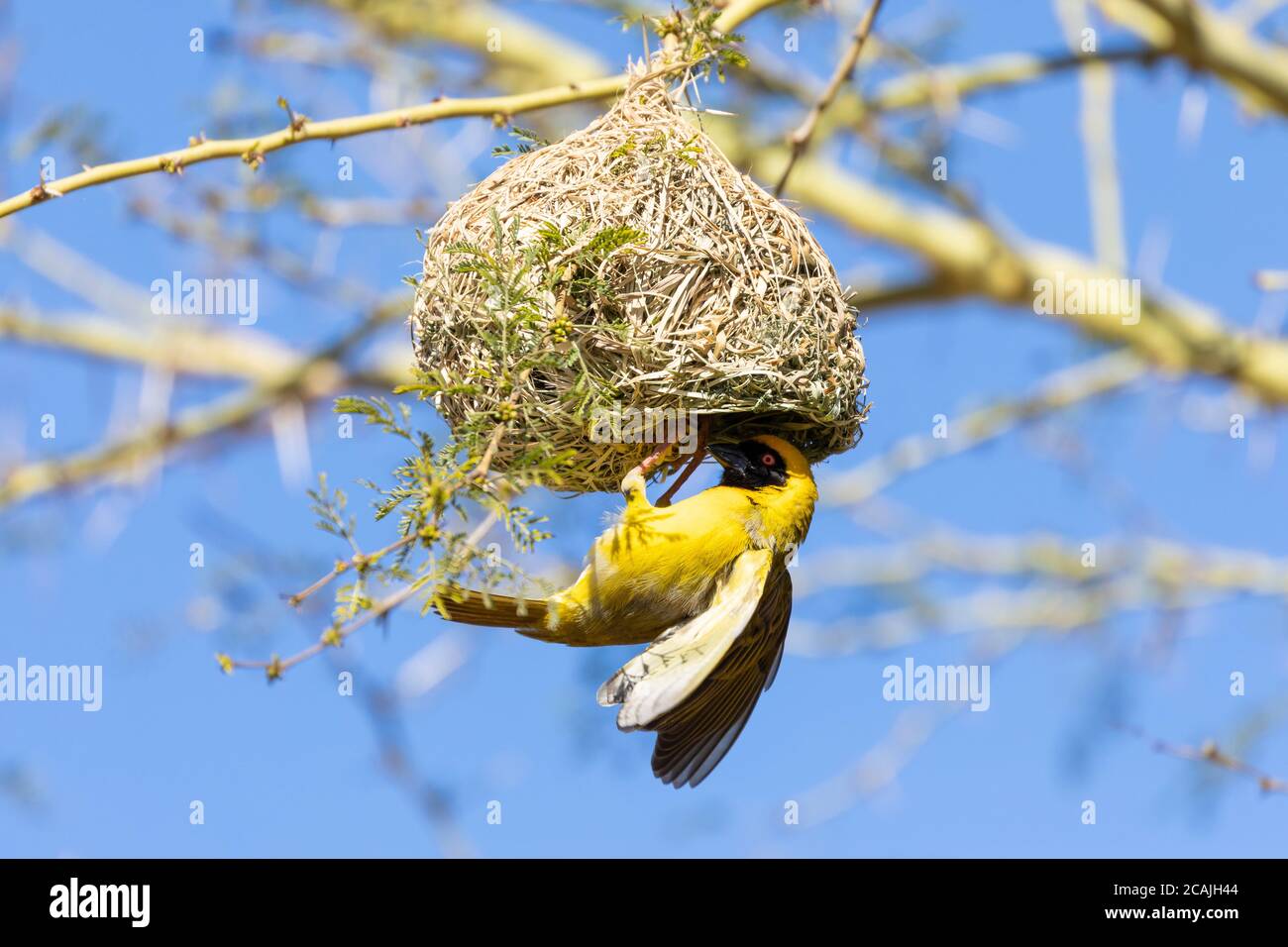 Le mâle de reproduction du castor masqué du sud (Ploceus velatus) serpente le nid dans un arbre de fièvre (Vachellia xanthophloea), en Afrique du Sud, au printemps Banque D'Images