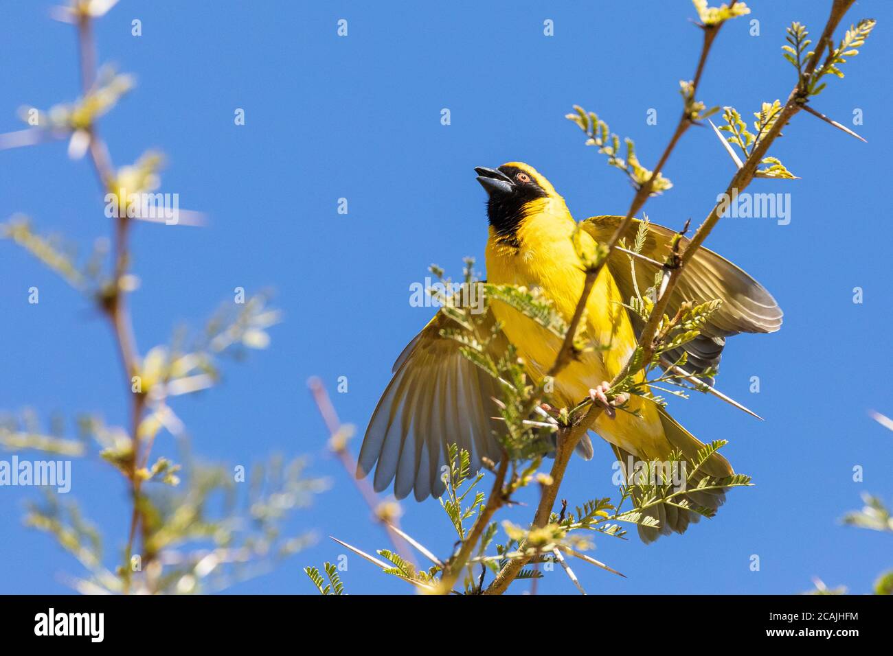 Castor masqué du sud (Ploceus velatus) perché sur une branche de l'arbre de fièvre (Vachellia xanthophloea) Banque D'Images