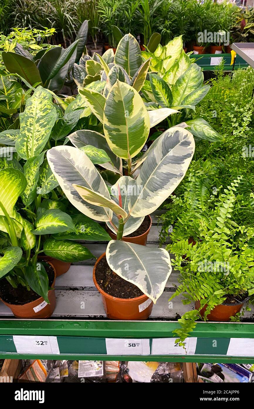 Ficus elastica. Plantes de maison dans les pots dans la boutique de jardin. Les plantes vertes sont vendues en magasin. Plantation de verdure. Banque D'Images