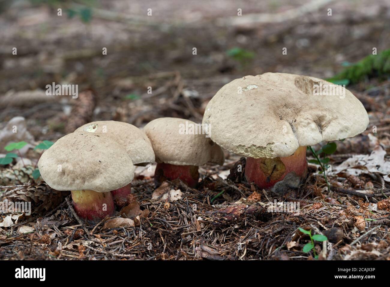 Champignon non comestible Caloboletus calopus dans la forêt d'épinette. Connu sous le nom de Bitter Beech Bolete. Champignons sauvages poussant dans les aiguilles. Banque D'Images