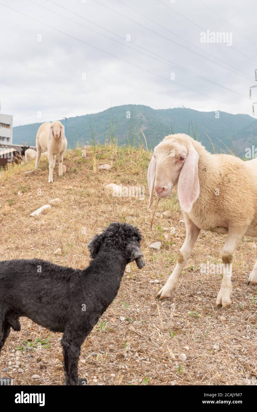 Mouton blanc et coolé noir Toy nous regardent. Concept de diversité, d'acceptation et de curiosité. Différents animaux. Banque D'Images