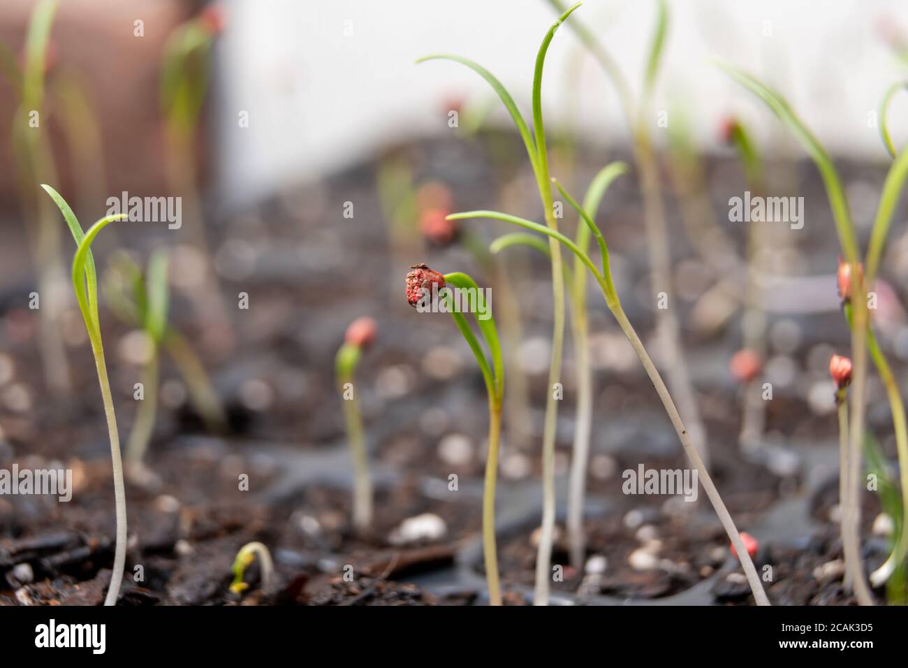 Foyer sélectif des petits plantules en croissance dans le sol - nouveau concept de vie Banque D'Images