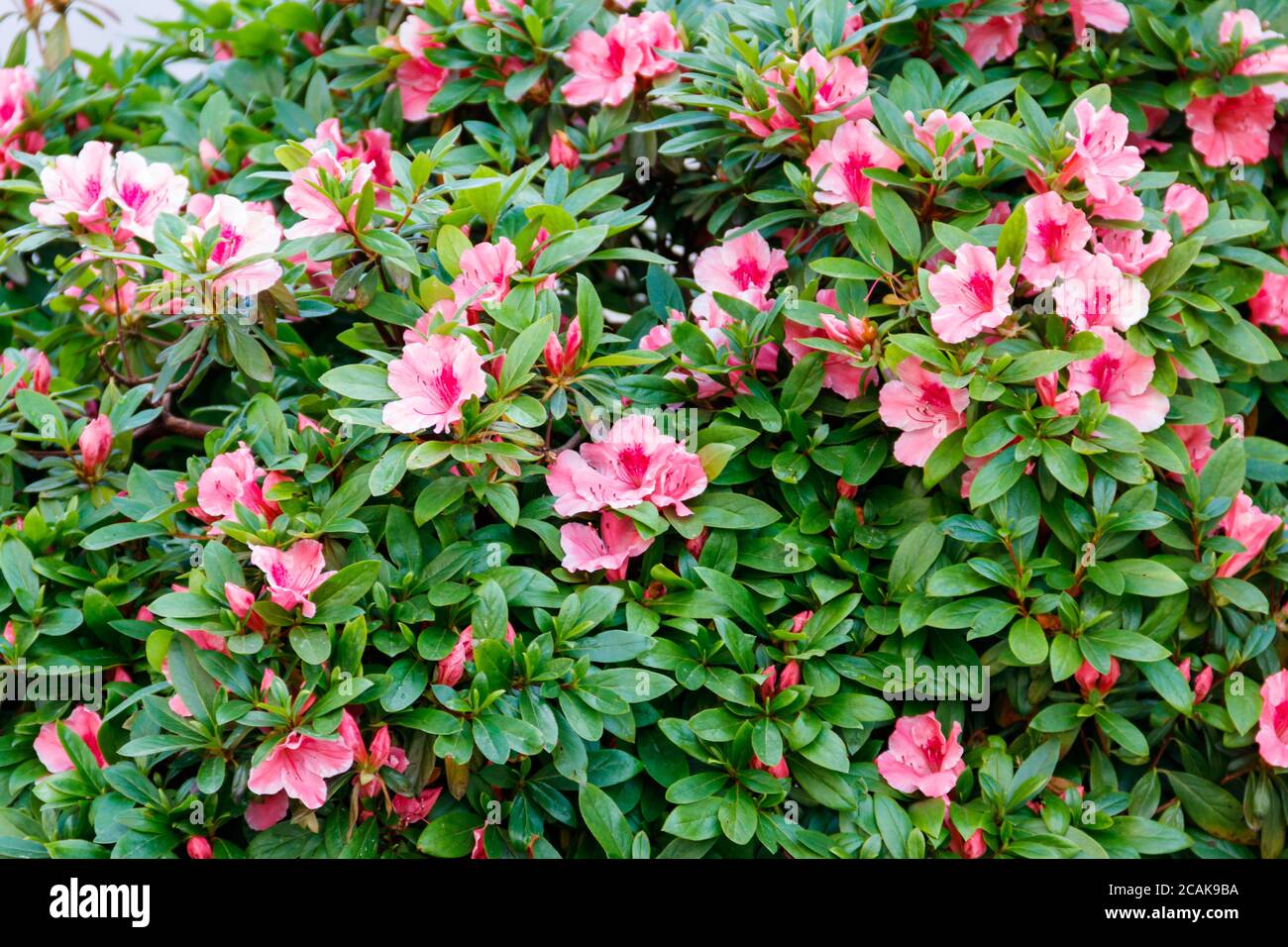 Magnifique rhododendron rose en fleurs dans le jardin Banque D'Images