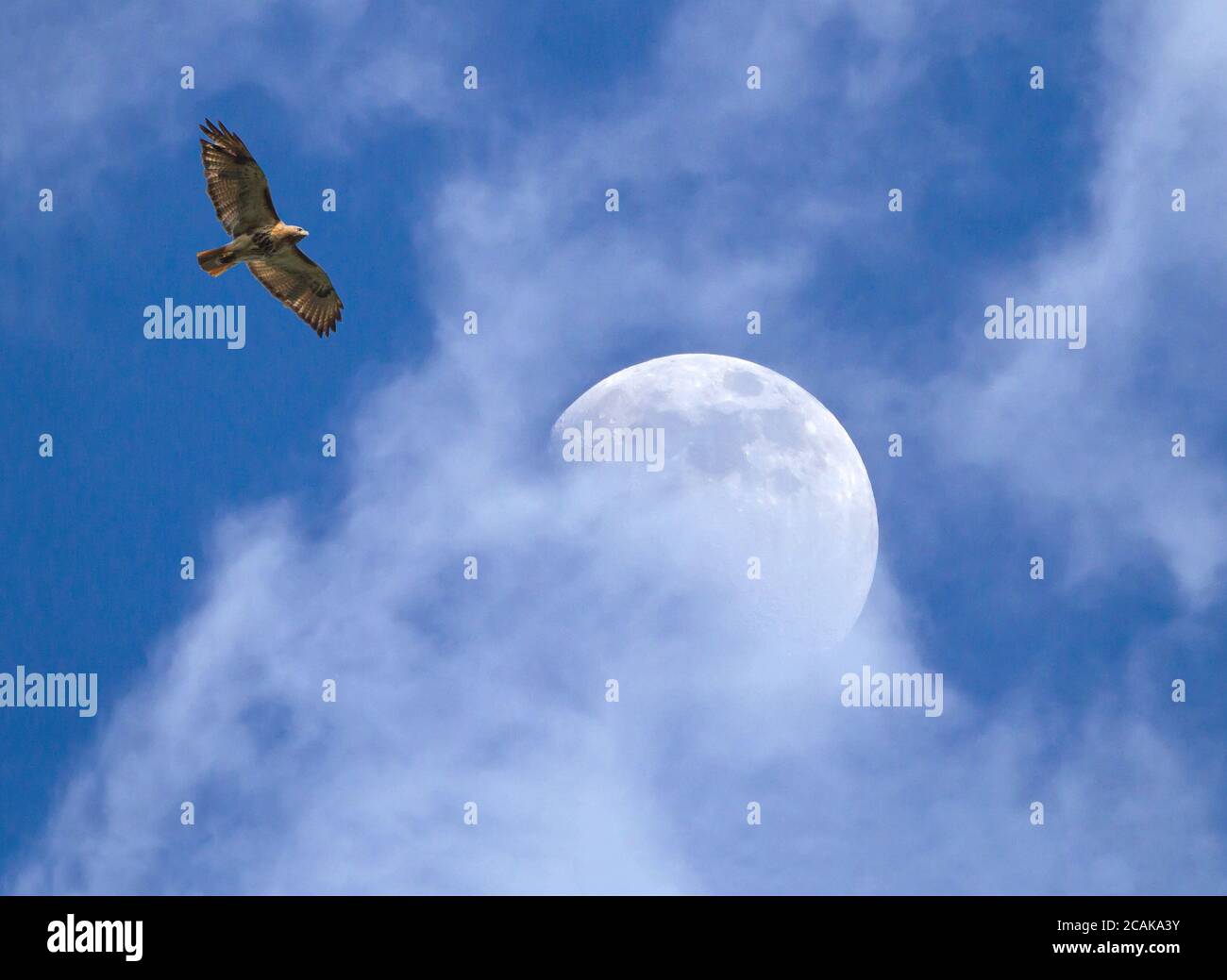 Un Faucon à queue rouge s'élève au-dessus d'une pleine lune enveloppée de nuages en fin d'après-midi. Banque D'Images