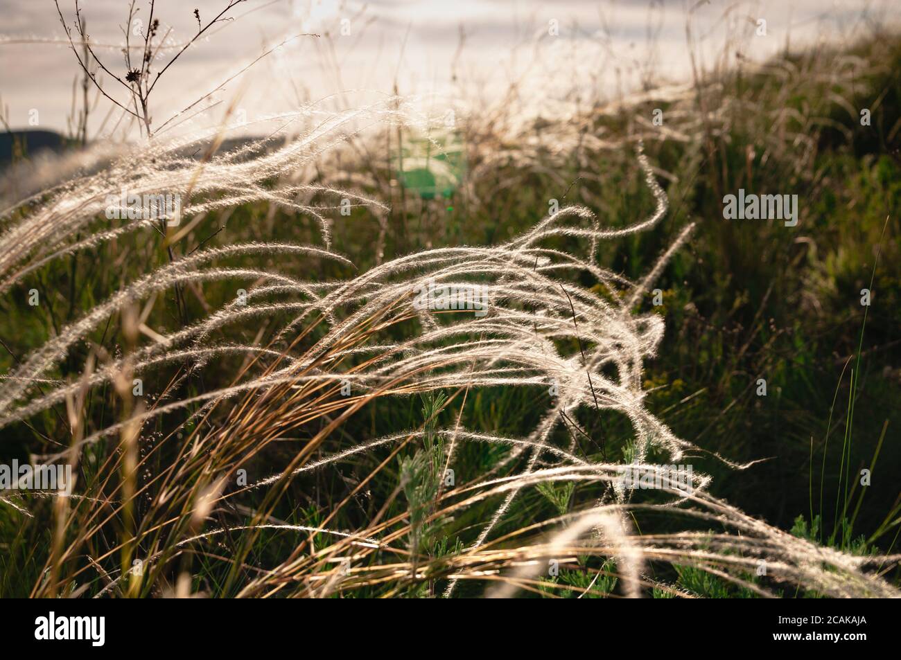 Stipa pulcherrima sauvage, herbe de plumes dorée dans la steppe au coucher du soleil. Mise au point sélective. Magnifique paysage d'été Banque D'Images