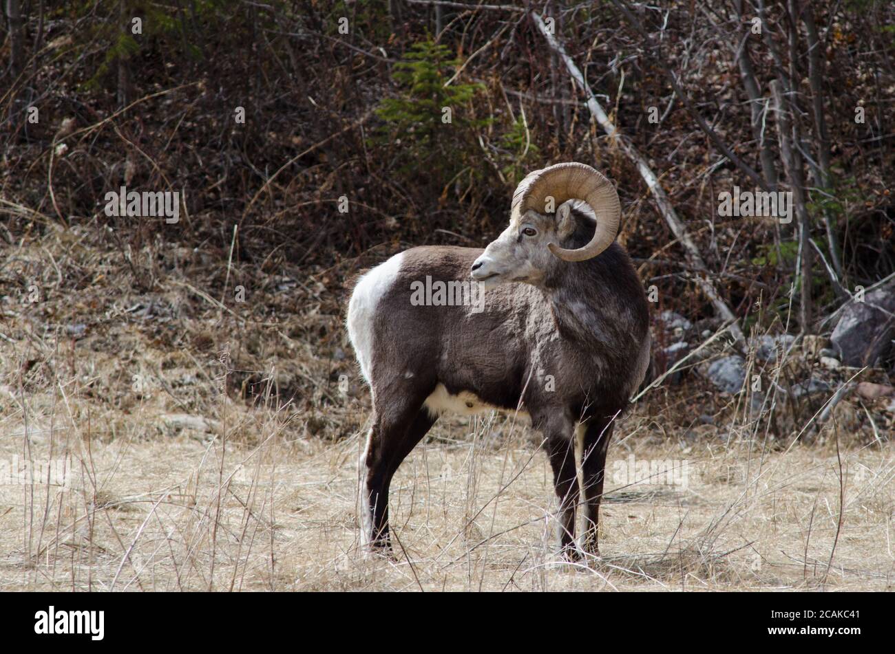 Un mouflon de pierre mâle pose pour une photo avec sa tête retournée le long de la route de l'Alaska, en Colombie-Britannique, au Canada Banque D'Images