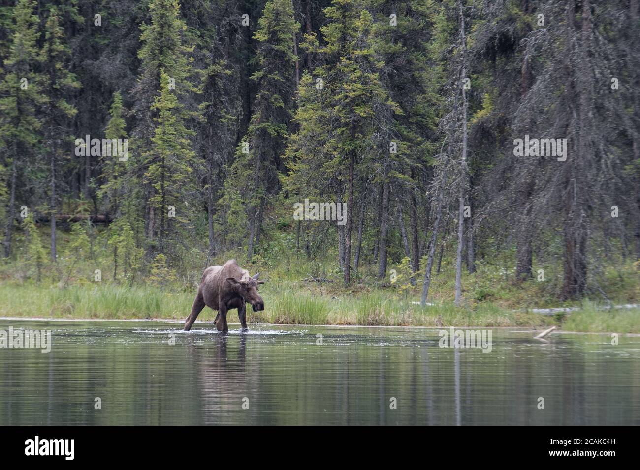 Un jeune orignal de taureau barbotage dans le lac Horseshoe, parc national Denali, Alaska, États-Unis Banque D'Images