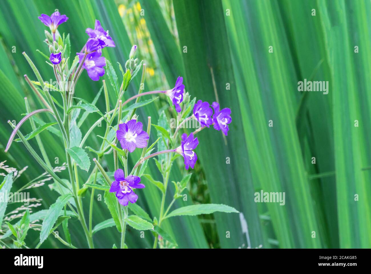 Fleurs de prairie Epilobium ou herbe à feu, fleur d'herbes de saule. Banque D'Images
