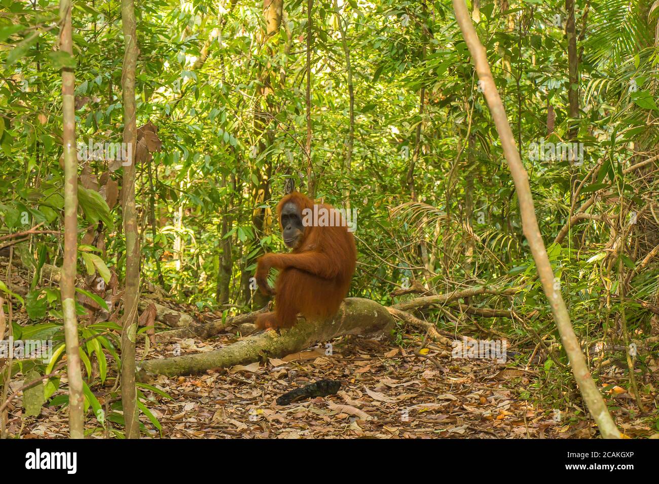 Un orangé assis sur une branche dans le parc national de Gungung Leuser, Bukit Lawang, Sumatra, Indonésie Banque D'Images