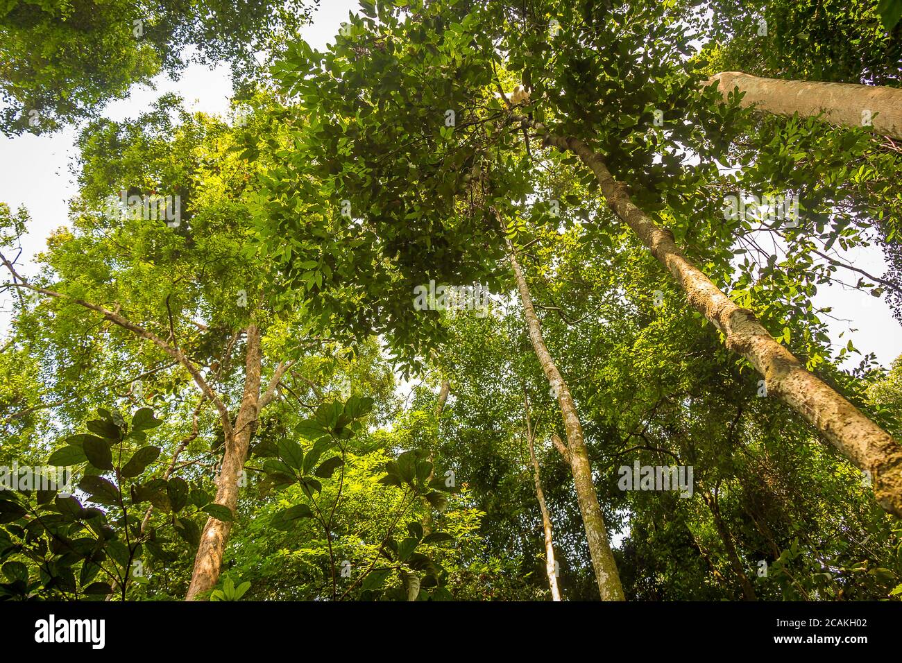 Couvert forestier primaire dans le parc national de Gunung Leuser, Bukit Lawang, Indonésie Banque D'Images
