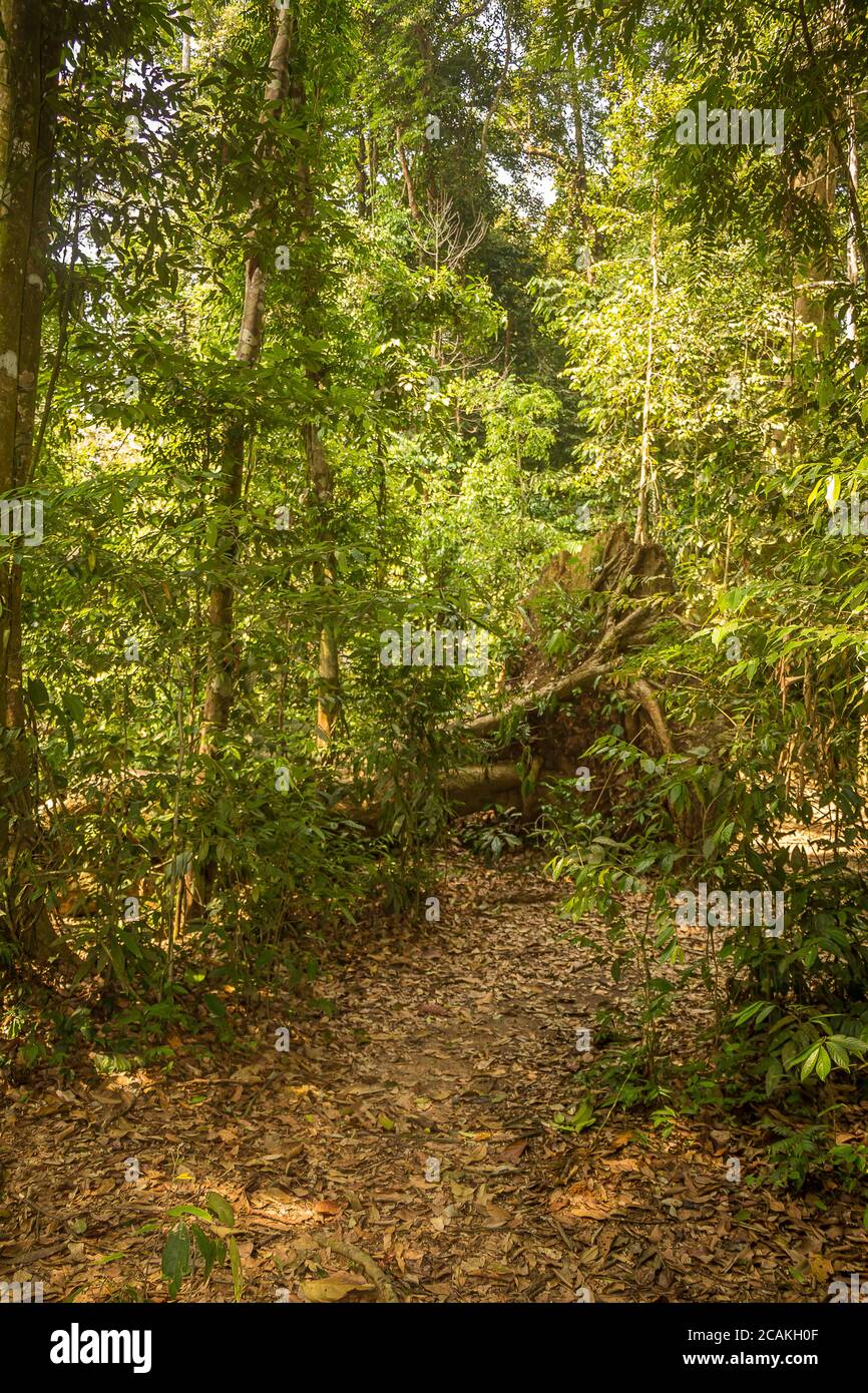 Un sentier à travers la forêt tropicale dans le parc national de Gunung Leuser, Bukit Lawang, Indonésie Banque D'Images