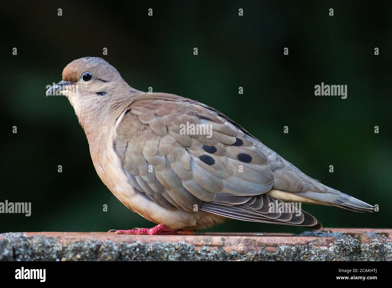 Earred Dove (Zenaida auriculata) - Pomba-de-bando Banque D'Images