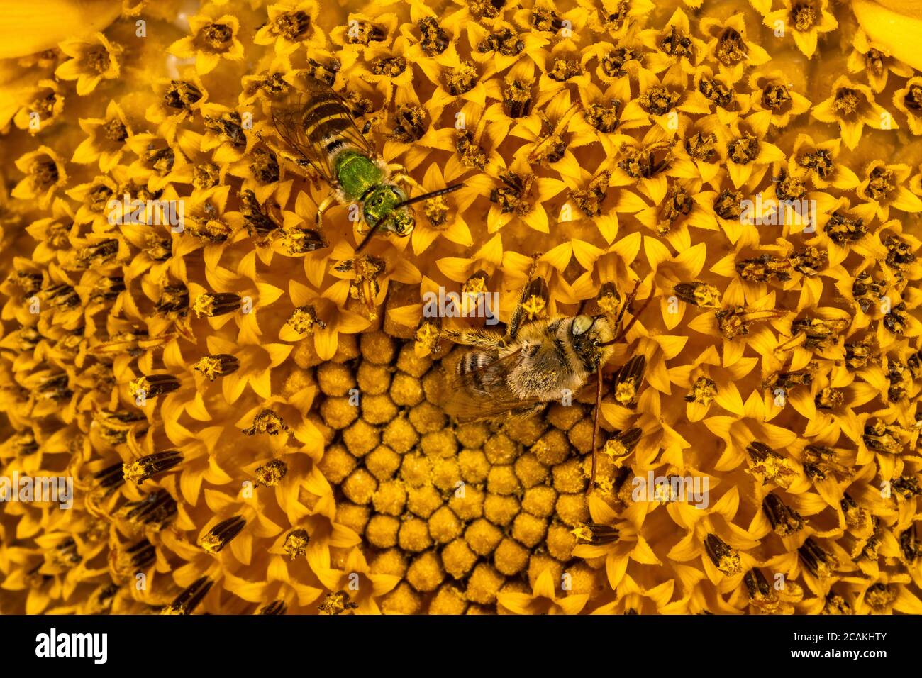 Digger Bee (Habropoda spec.) et Brown-winged Striped-suer Bee (Agapostemon splendens) sur Sunflower Banque D'Images