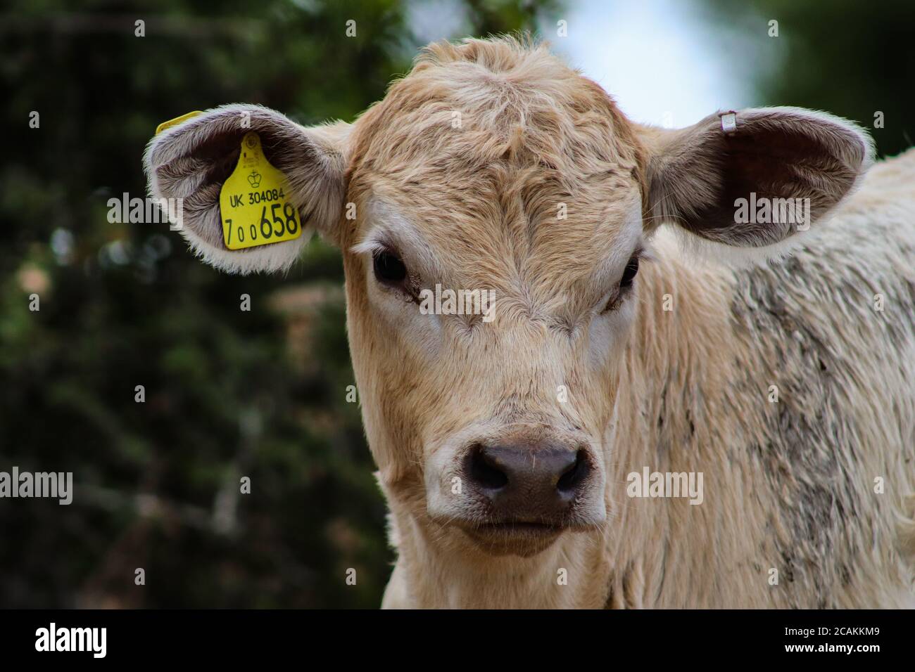 Veau à l'oreille Banque D'Images