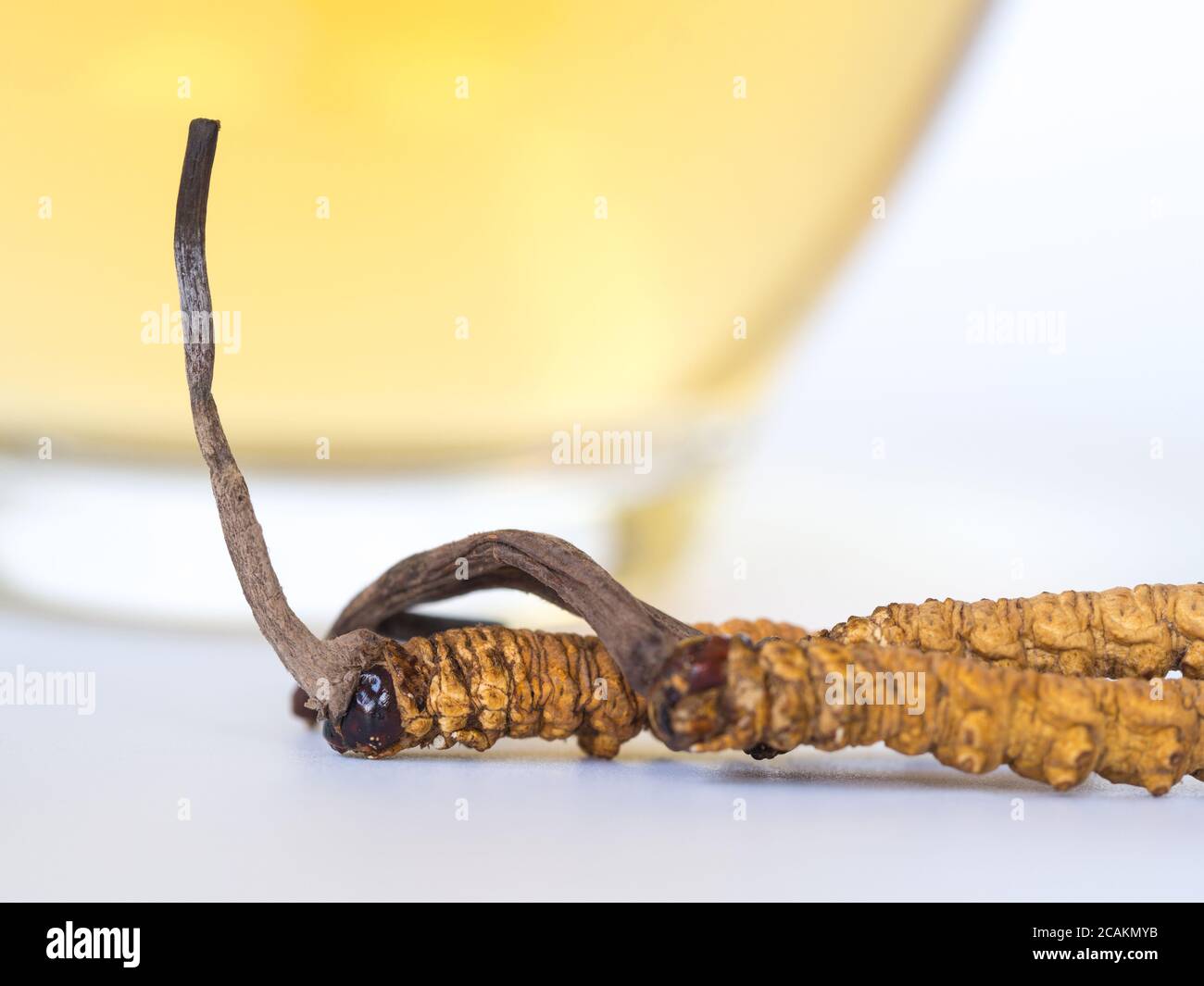 Groupe d'Ophiocordyceps sinensis ou champignons cordyceps herbes c'est un placé devant un verre d'eau. cordyceps sur fond isolé. Medicina Banque D'Images