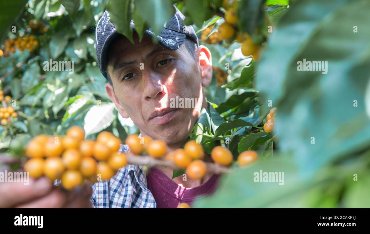 Homme avec chapeau récolte de baies de café jaunes d'un arbre Banque D'Images
