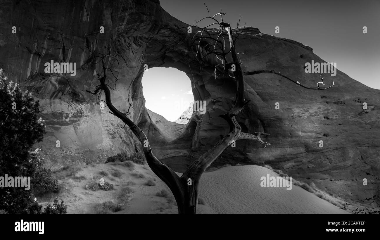 Photo noir et blanc de Dead Tree devant l'Ear of the Wind, un trou dans une formation rocheuse dans le parc tribal de Monument Valley Navajo, Utah et Arizona Banque D'Images