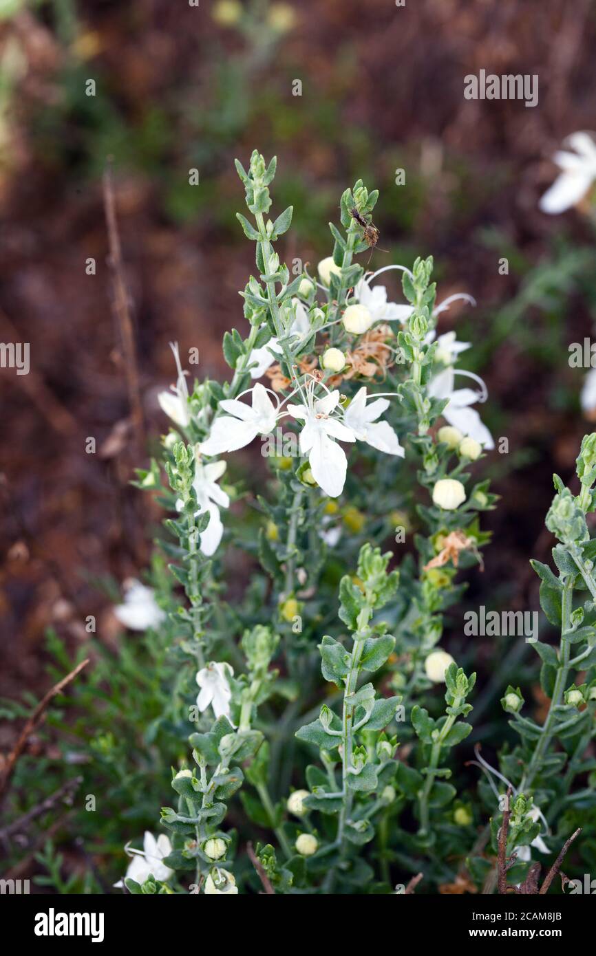 Fleur de germe gris (Teucrium racemosum). Mars 2011. Entwood Sanctuary. Sandleton. Murraylands. Australie méridionale. Australie. Banque D'Images