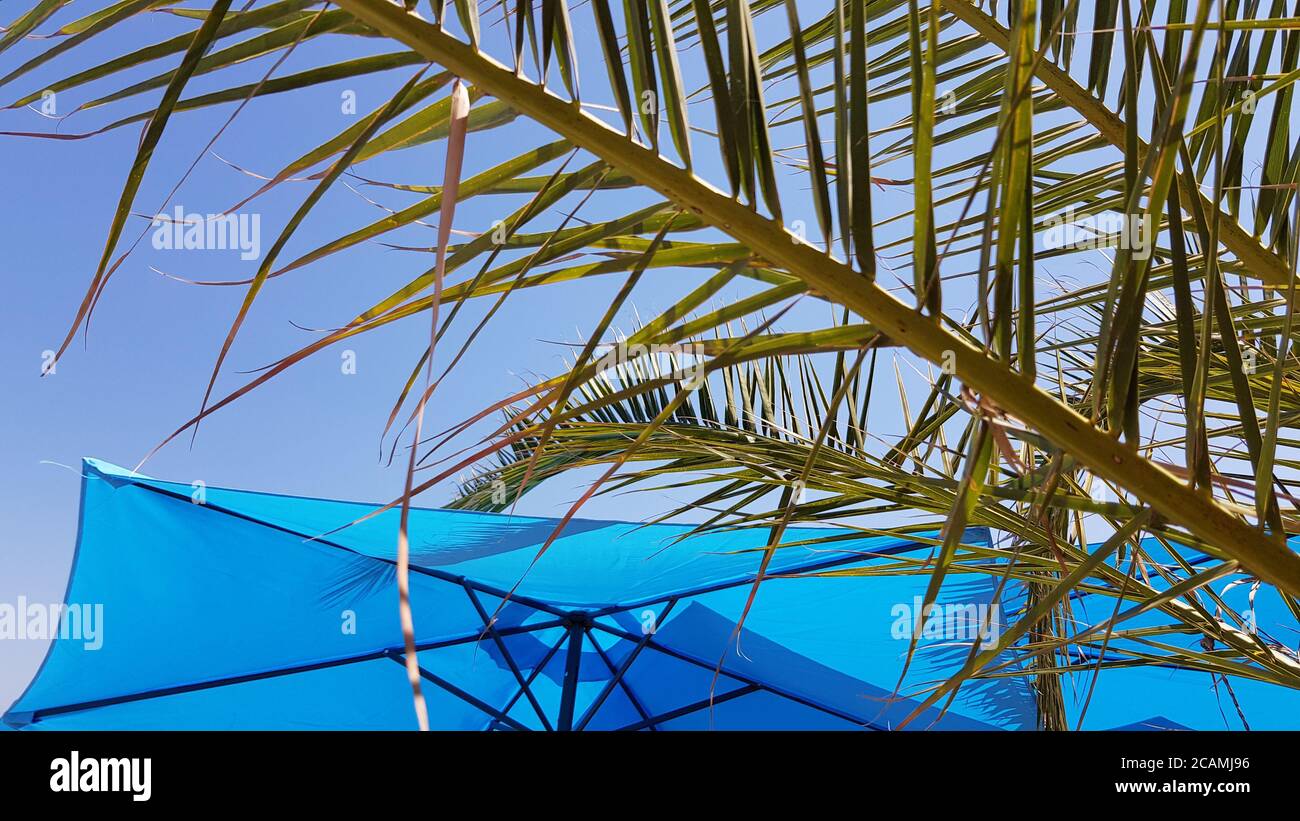 Feuilles de palmier à rayures vertes devant un parasol bleu vif et un fond ciel bleu clair. Journée ensoleillée en été au bord de la mer Banque D'Images