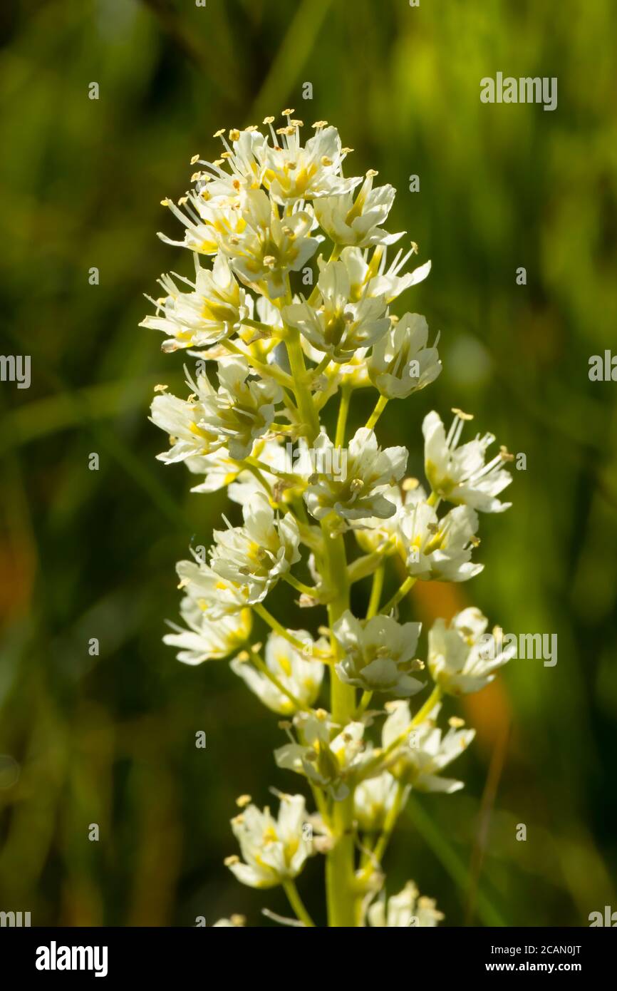 camas (Toxicoscordion venenosum) le long du sentier de la Moraine est, comté de Wallowa, chemin panoramique national de Hells Canyon, Oregon Banque D'Images