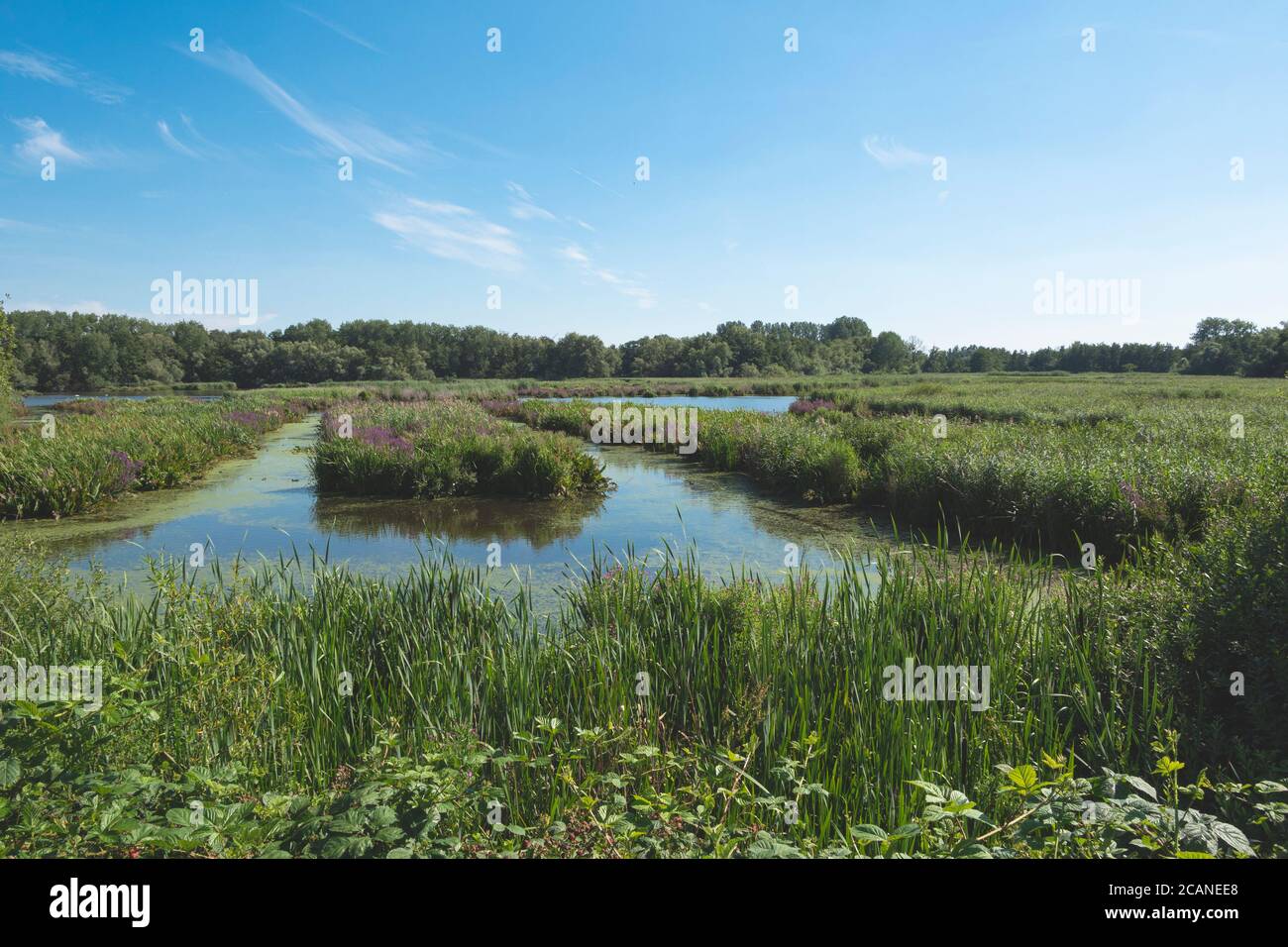 Lokeren, Belgique, photo de paysage du sanctuaire d'oiseaux appelé Molsbroek Banque D'Images