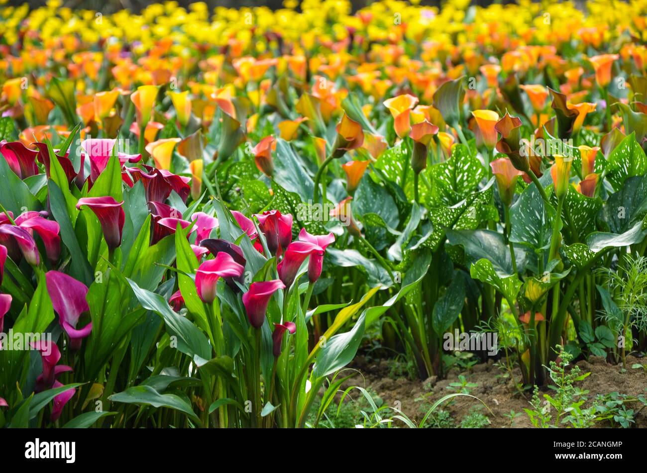 Zantedeschia aethiopica ou Calla Lily dans le jardin. Banque D'Images