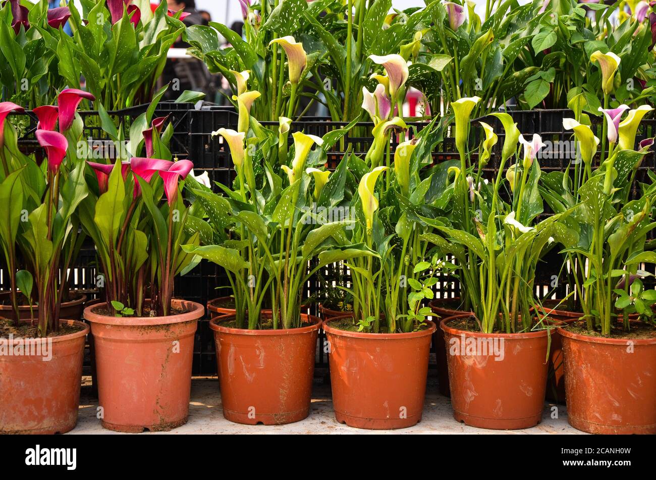 Purple Zantedeschia aethiopica ou Calla Lily dans le jardin. Banque D'Images