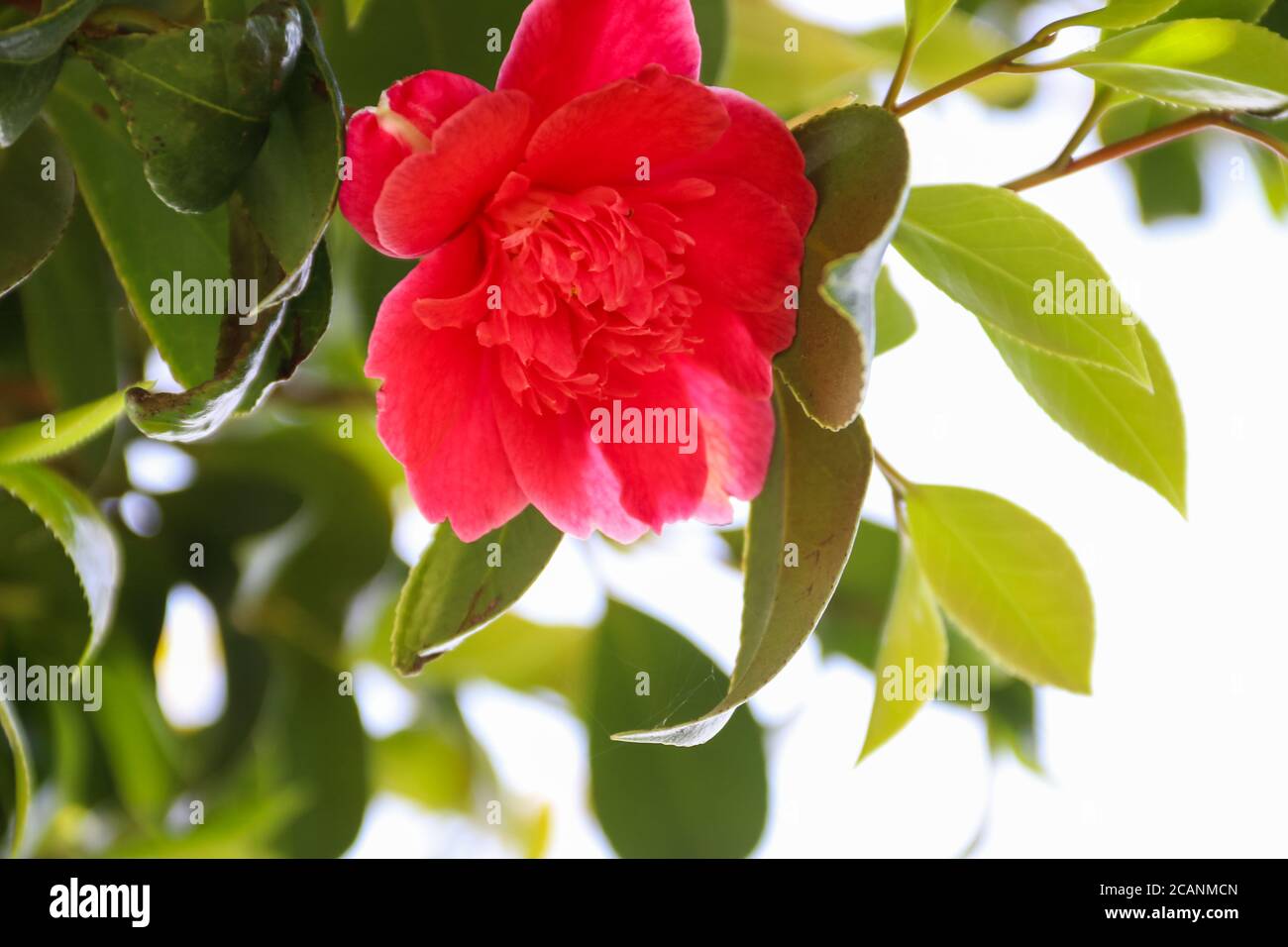 Belle fleur de camélia dans le jardin au printemps Banque D'Images