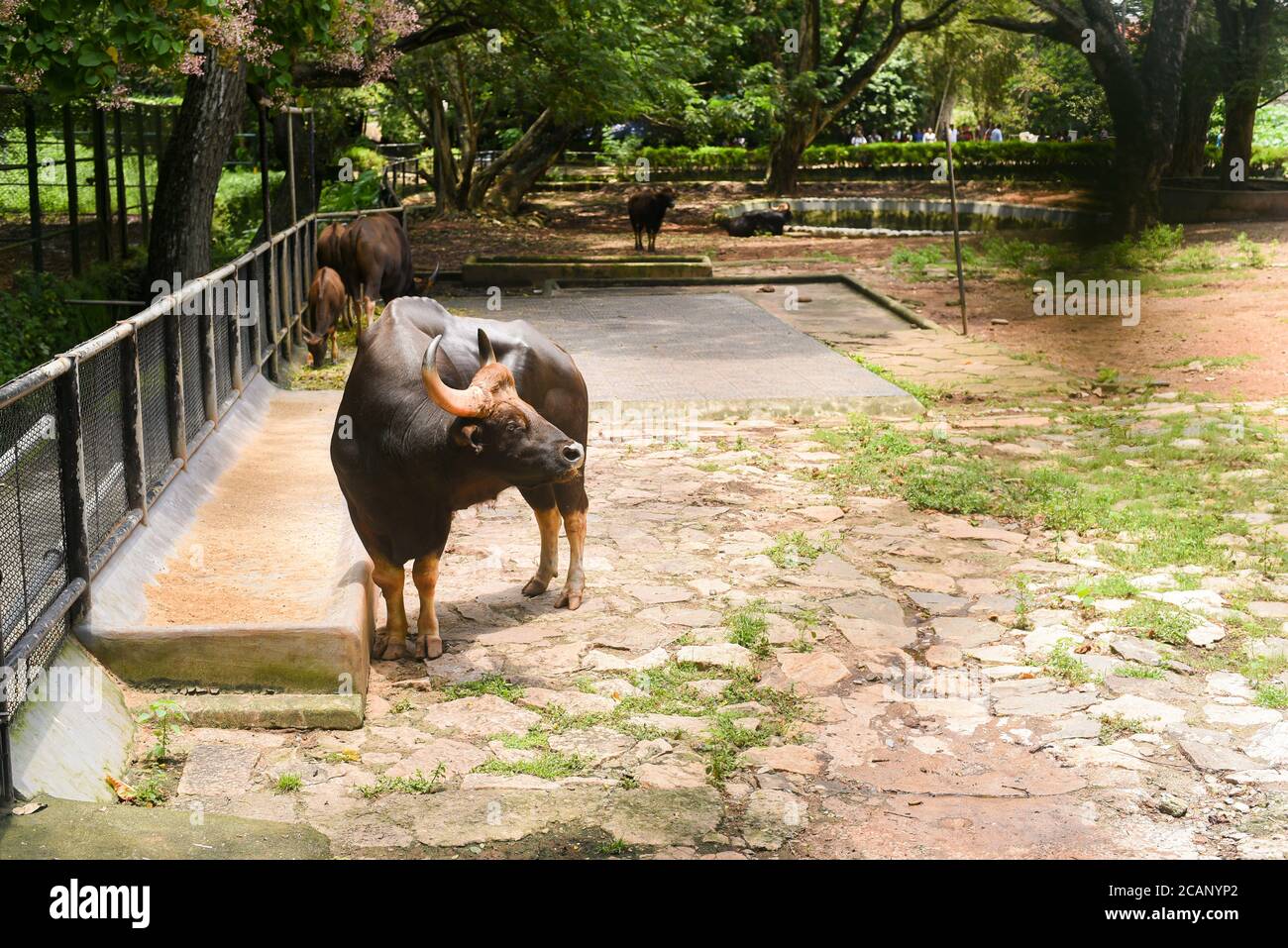 Kerala, Inde. 07 septembre 2019. Bison indien ou Gaur sauvage mangeant de l'herbe au zoo de Thiruvananthapuram ou au parc zoologique. Banque D'Images