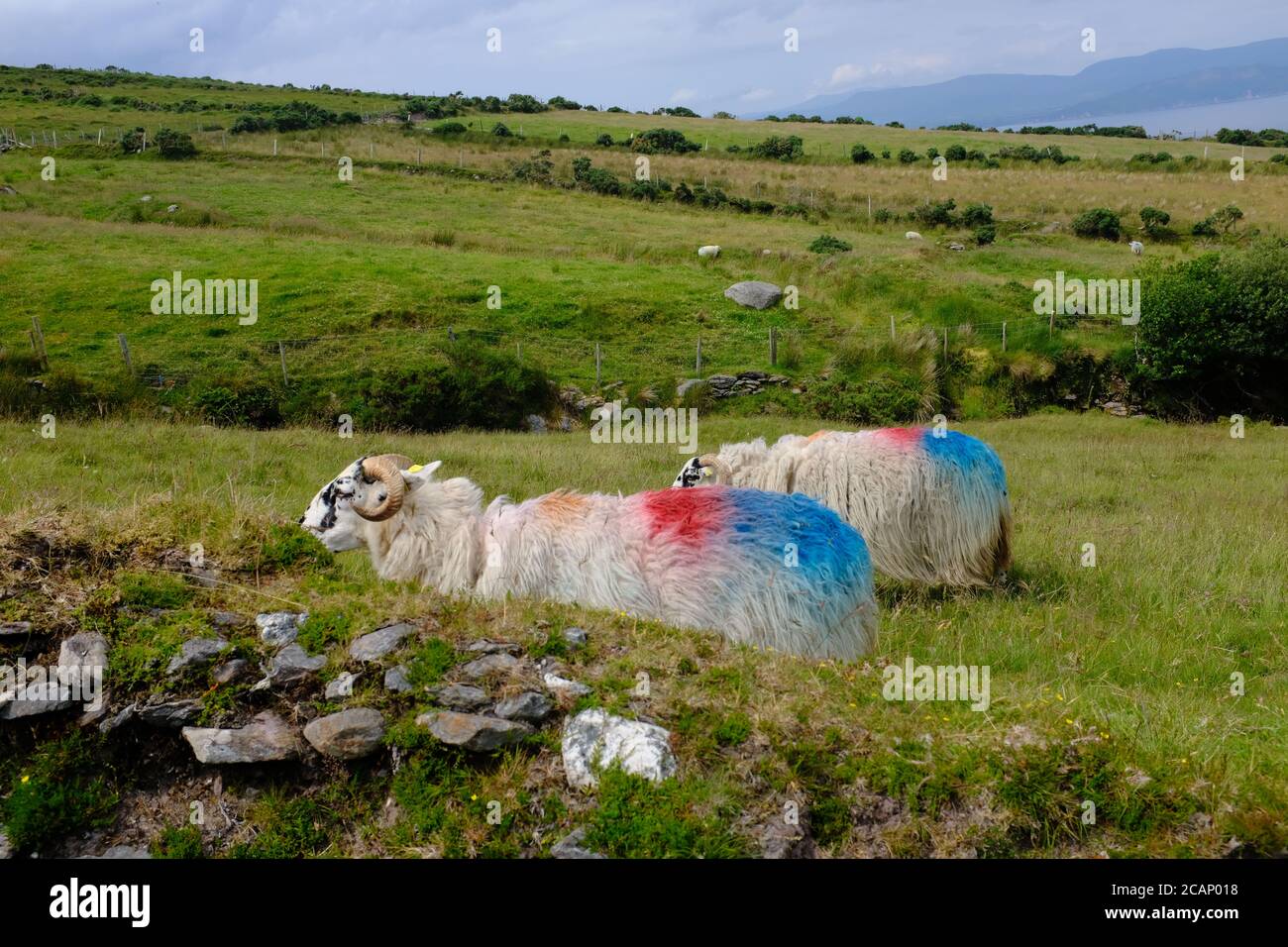 Marcher sur le Kerry Way en 2019 dans le compte Kerry In Le sud de l'Irlande fait le tour de la péninsule d'Iveragh De Cahersiveen à Glenbeigh Banque D'Images