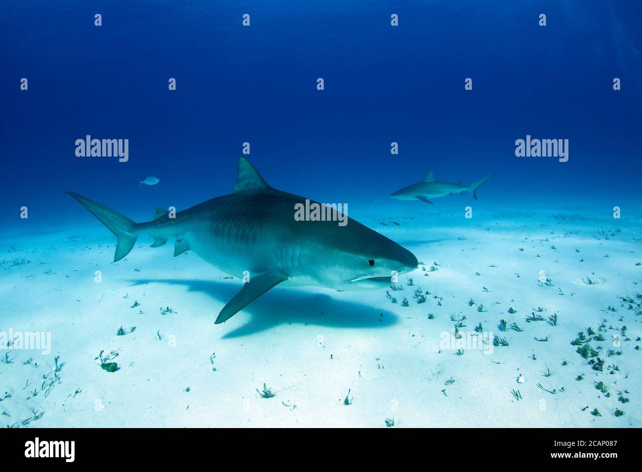 Requin tigre (Galeocerdo cuvier) natation de près, avec le requin de récif des Caraïbes en arrière-plan. Tiger Beach, Bahamas Banque D'Images