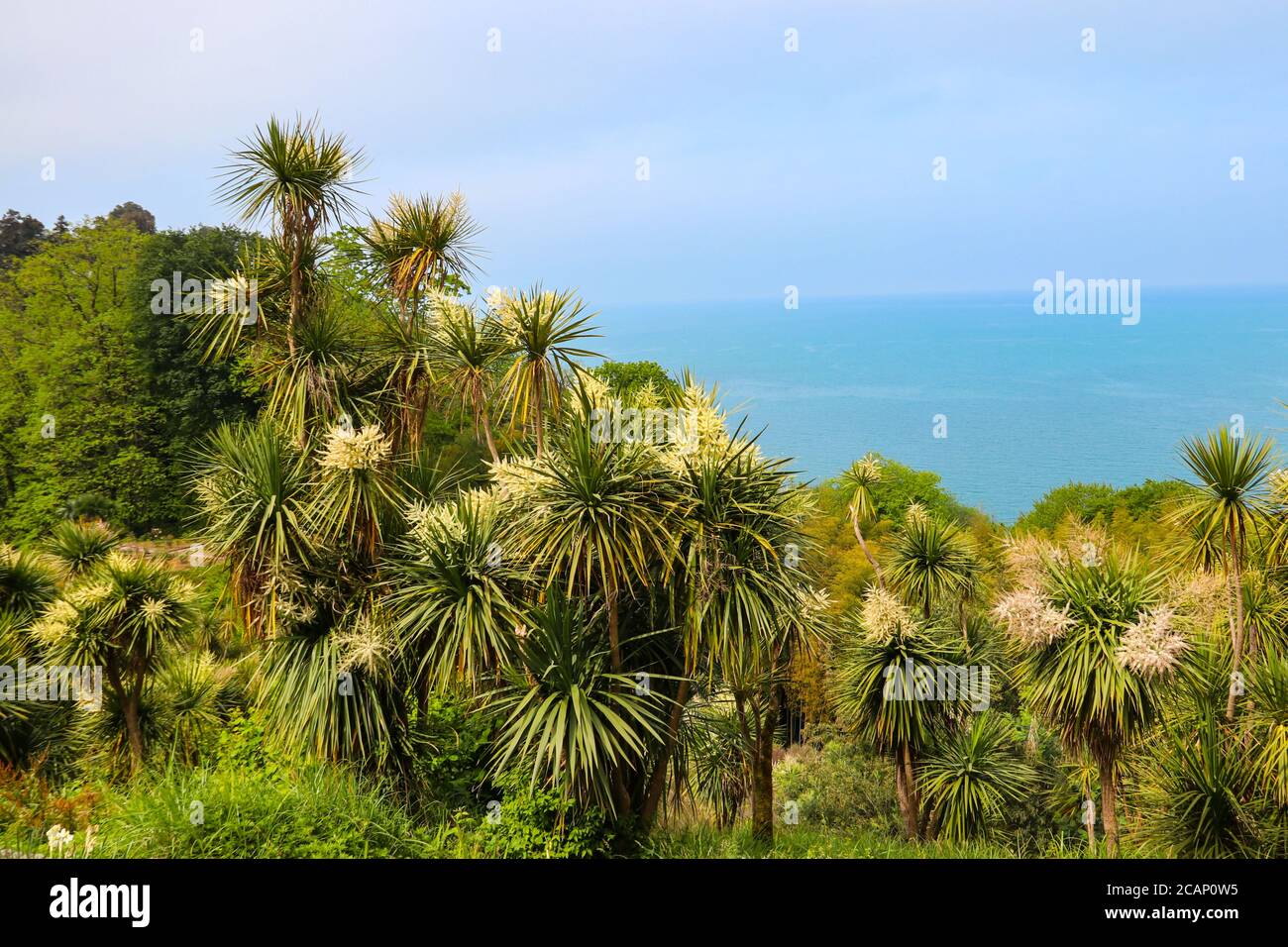 Cordyline australis en fleurs (chou, chou-palme) sur un fond de la mer Noire dans le jardin botanique de Batumi, Géorgie Banque D'Images