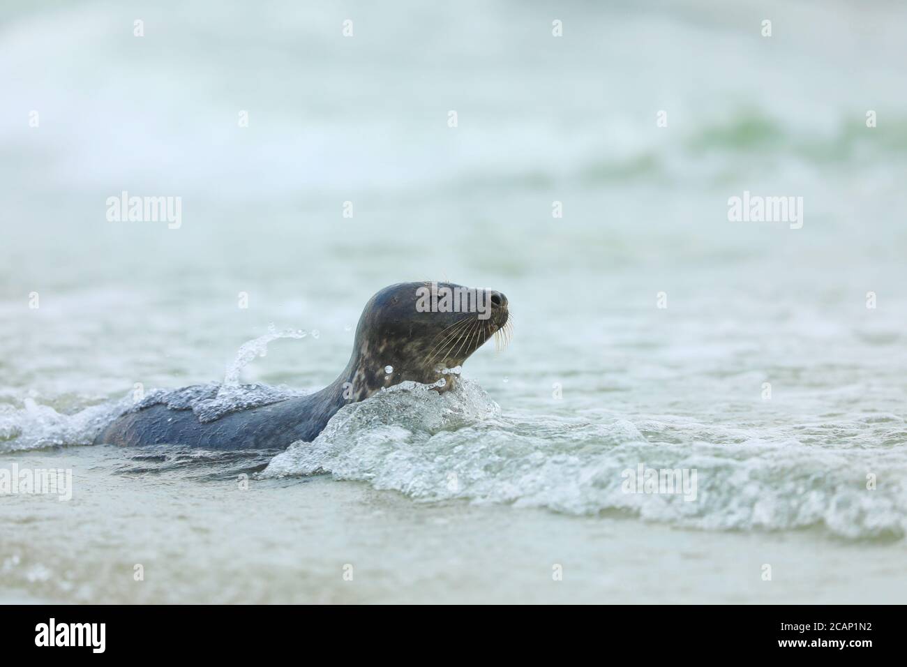 Phoque gris, Halichoerus grypus, portrait dans l'eau, nage d'animaux dans les vagues de l'océan, Allemagne Banque D'Images