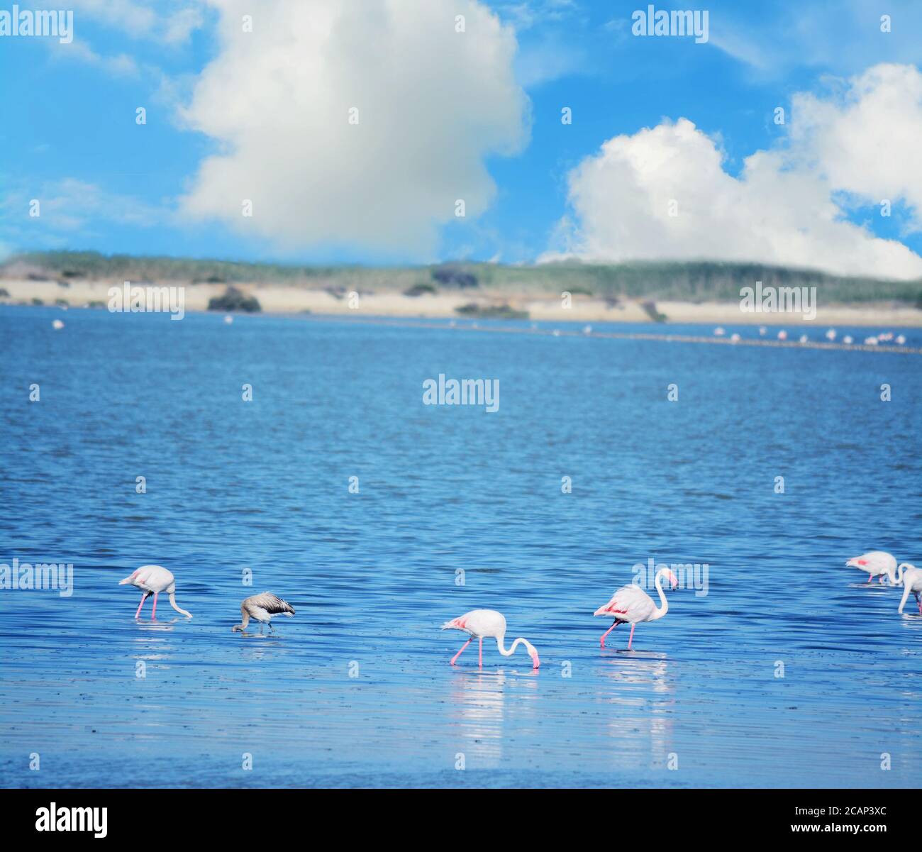 Groupe de flamants roses en Sardaigne, Italie. Banque D'Images
