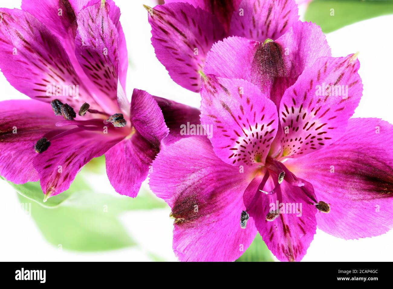 Gros plan de fleurs d'Alstroemeria rose violet Banque D'Images