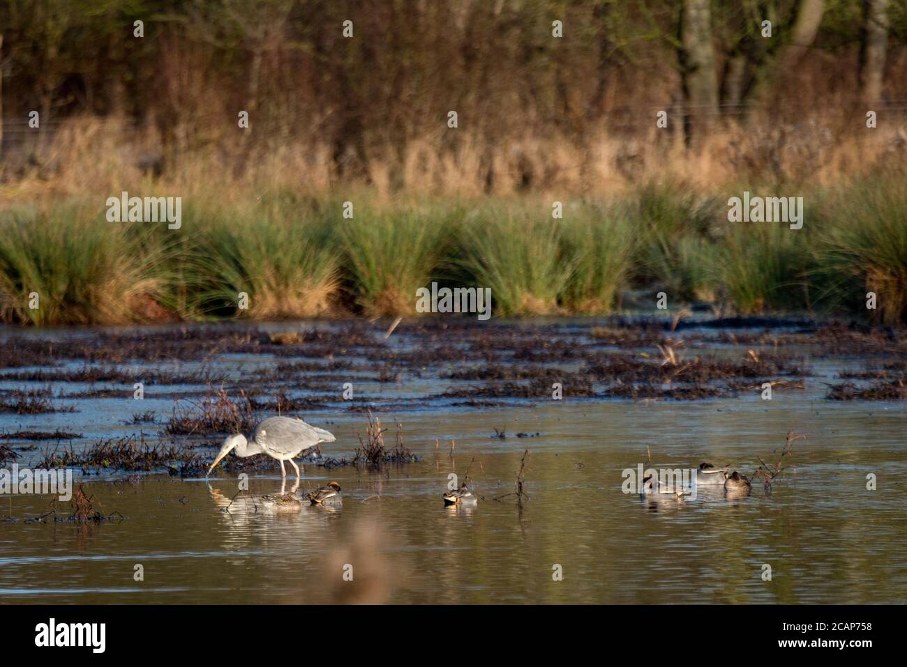 Un héron et d'autres oiseaux sur le lac à Cornmill Meadow, Waltham Abbey, Essex, Royaume-Uni Banque D'Images