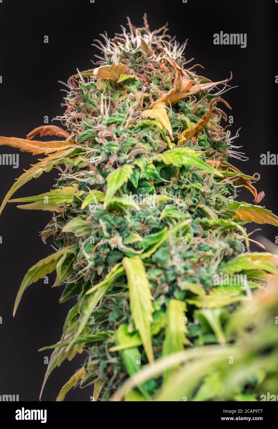 Fleur de cannabis Banque D'Images