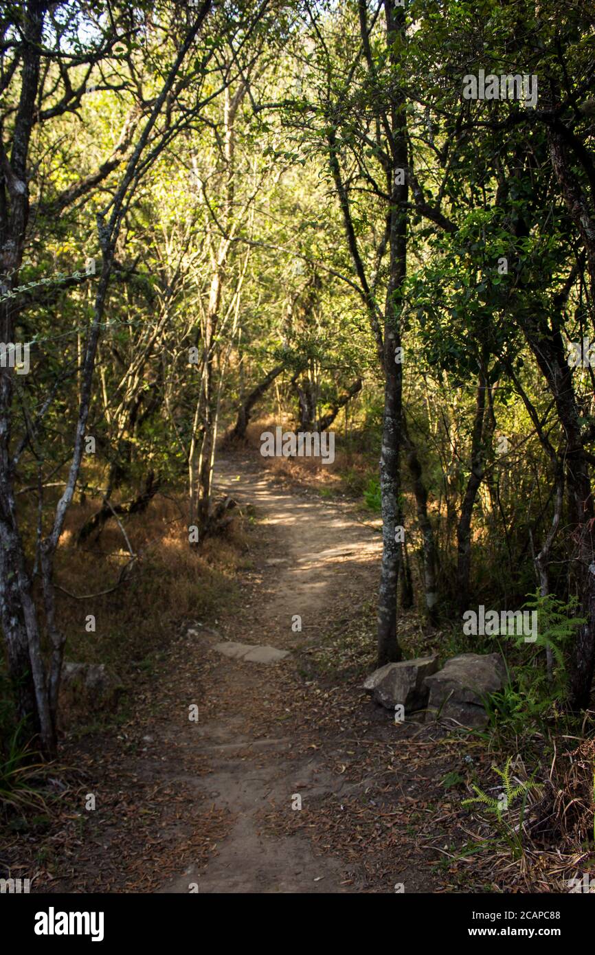 Un sentier de randonnée bordé d'arbres qui serpente à travers un petit parc d'Afromontane dans les montagnes du Drakensberg inférieur en Afrique du Sud Banque D'Images