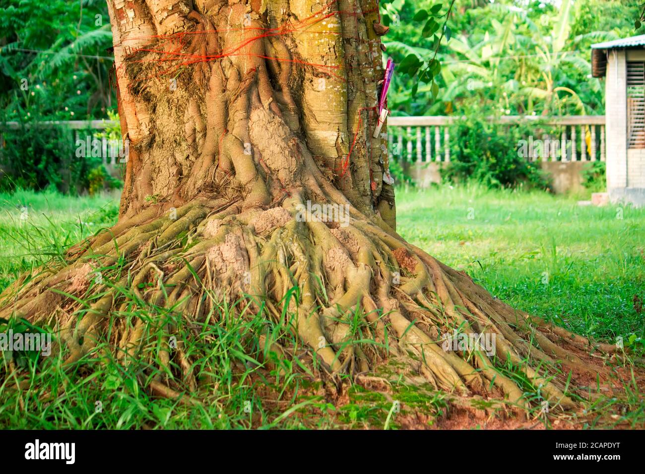 Les racines de l'arbre de Bodhi Banque D'Images