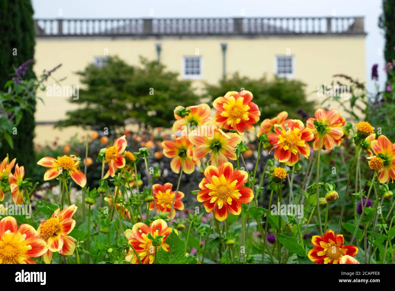 Dahlia Pooh dahlias en fleurs en août été et la Maison de la Principauté au jardin botanique national du pays de Galles à Carmarthenshire pays de Galles au Royaume-Uni. KATHY DEWITT Banque D'Images