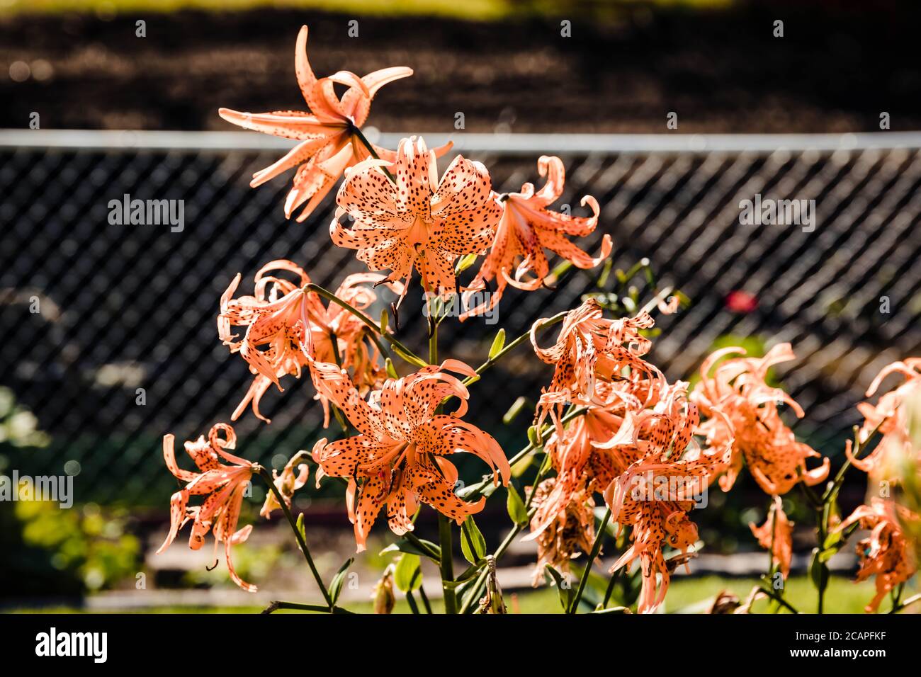Dernier de la Double Tiger Lily fleurit et toujours à la recherche bien Banque D'Images
