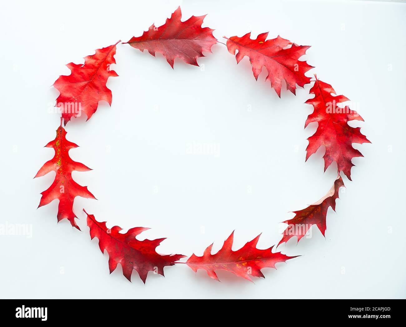 Cadre ovale en feuilles de chêne rouge vif, plat sur fond blanc. Couronne d'automne abstraite, décorations d'automne naturelles. Banque D'Images