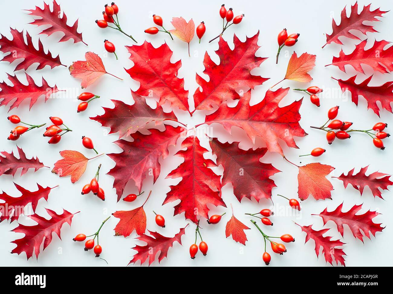 Feuilles de chêne rouge foncé, décorations naturelles, plat sur fond blanc. Résumé Arrangement d'automne,. Banque D'Images