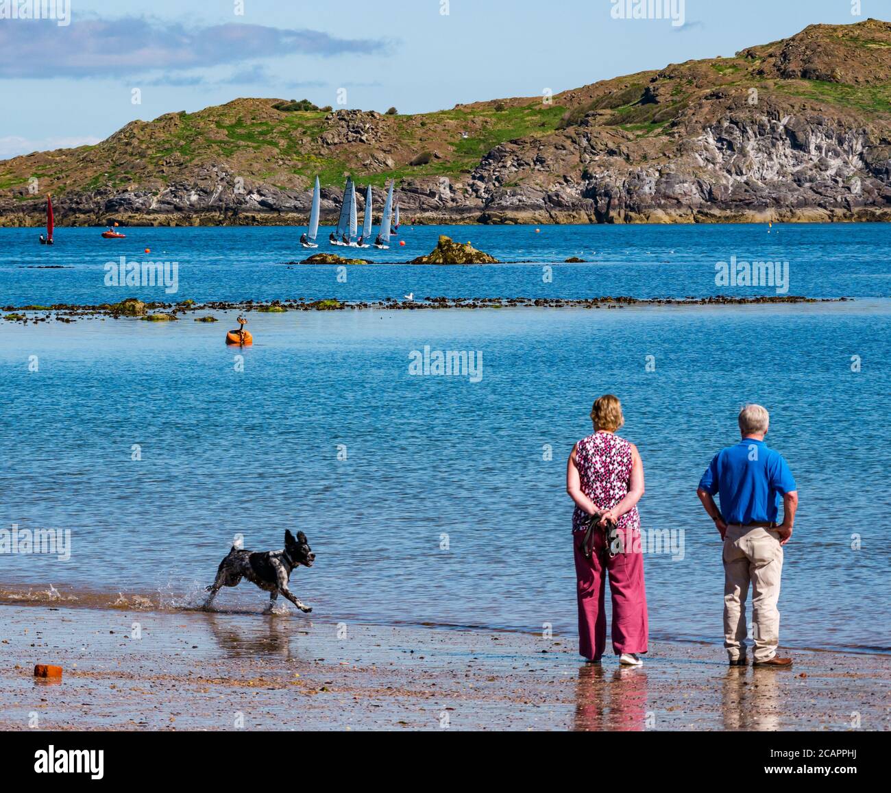 North Berwick, East Lothian, Écosse, 8 août 2020. Météo au Royaume-Uni : journée idéale pour les sports nautiques. Une chaude journée ensoleillée dans le Firth of Forth attire les gens à l'eau. Voile dinghies dans l'eau comme East Lothian Yacht Club tient une course de club comme un couple plus âgé regarder depuis la plage et un chien spaniel court dans l'eau Banque D'Images