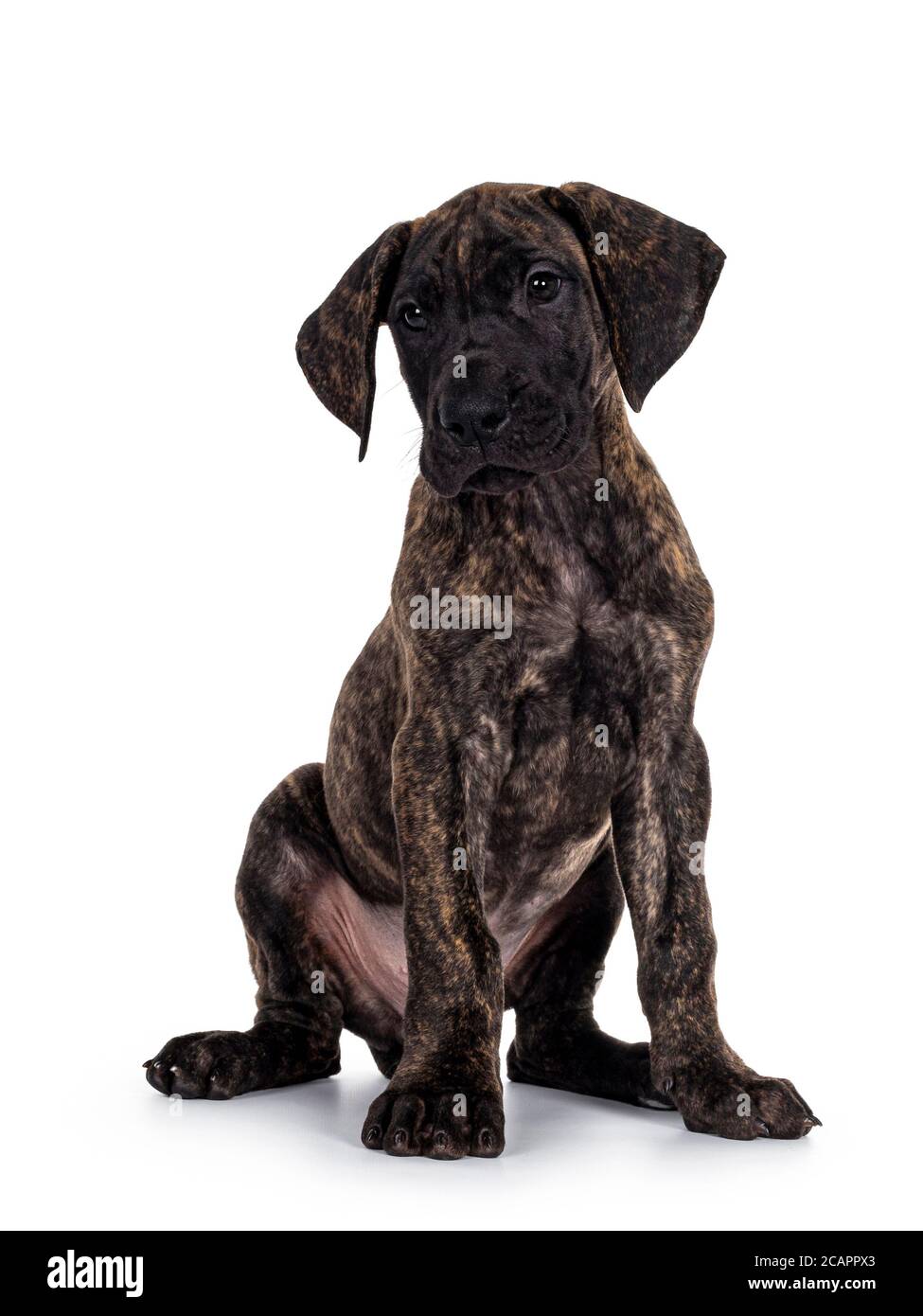 Mignon bringé foncé Grand chien de Dane chiot, en mouvement de s'asseoir. En regardant sur le côté. Isolé sur fond blanc. Banque D'Images